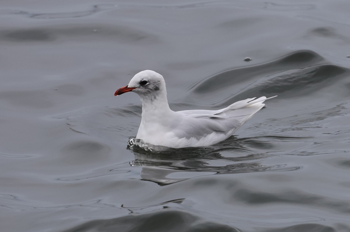 Mediterranean Gull - ML645784364