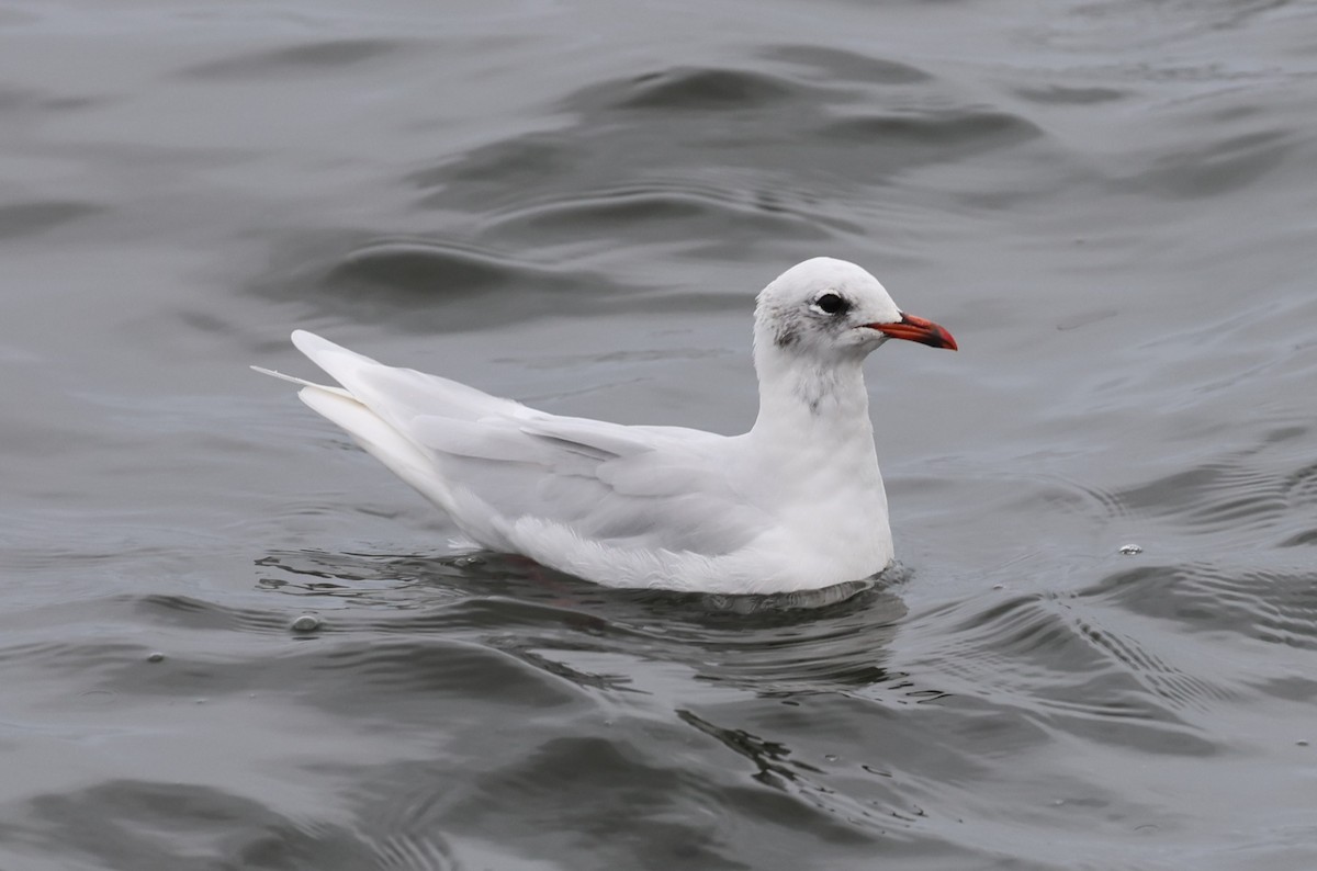 Mediterranean Gull - ML645784365