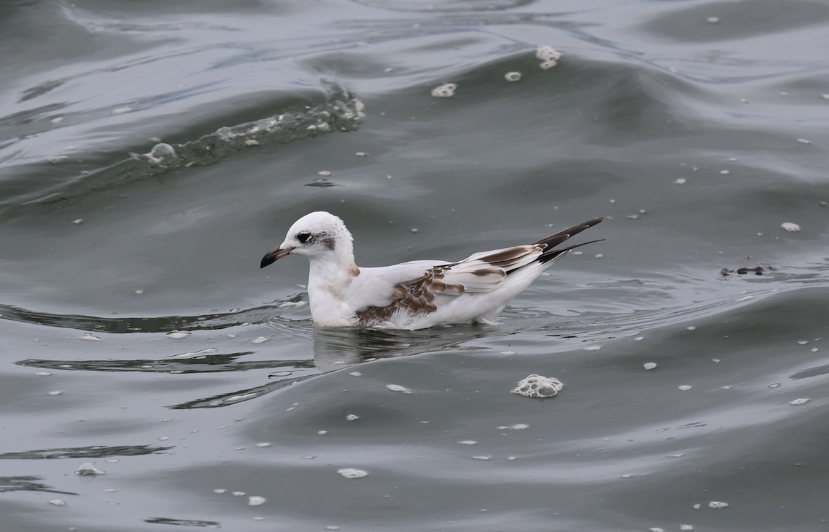 Mediterranean Gull - ML645784367