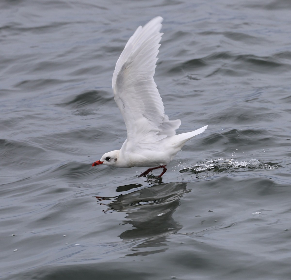 Mediterranean Gull - ML645784368