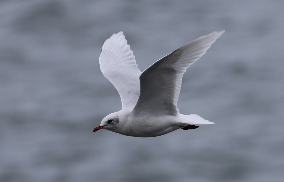 Mediterranean Gull - ML645784369