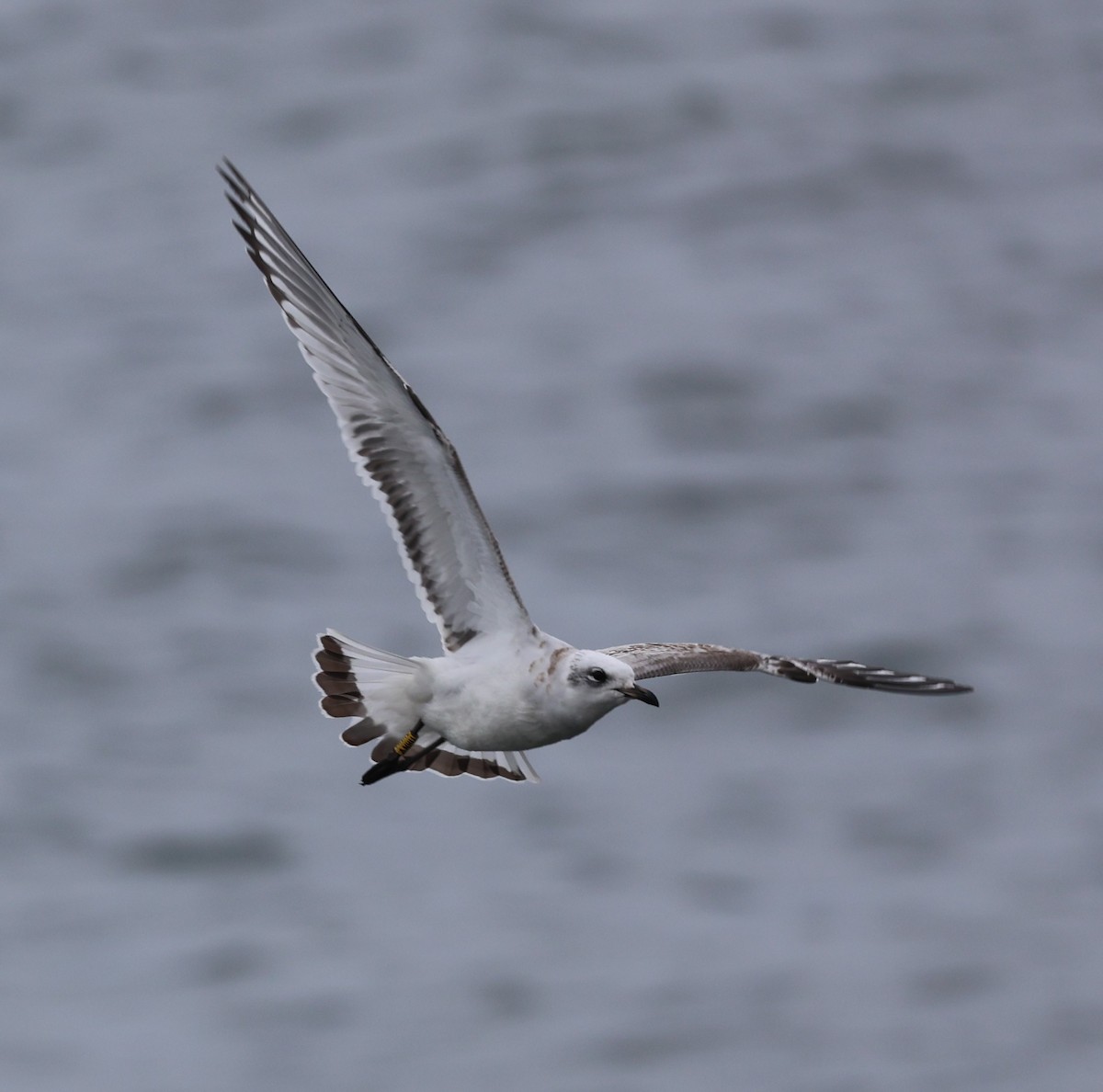 Mediterranean Gull - ML645784370
