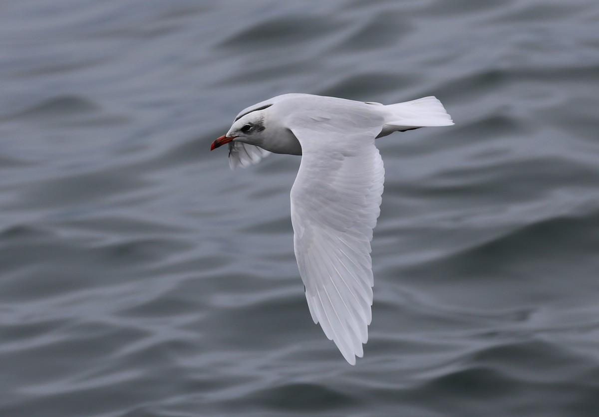 Mediterranean Gull - ML645784371