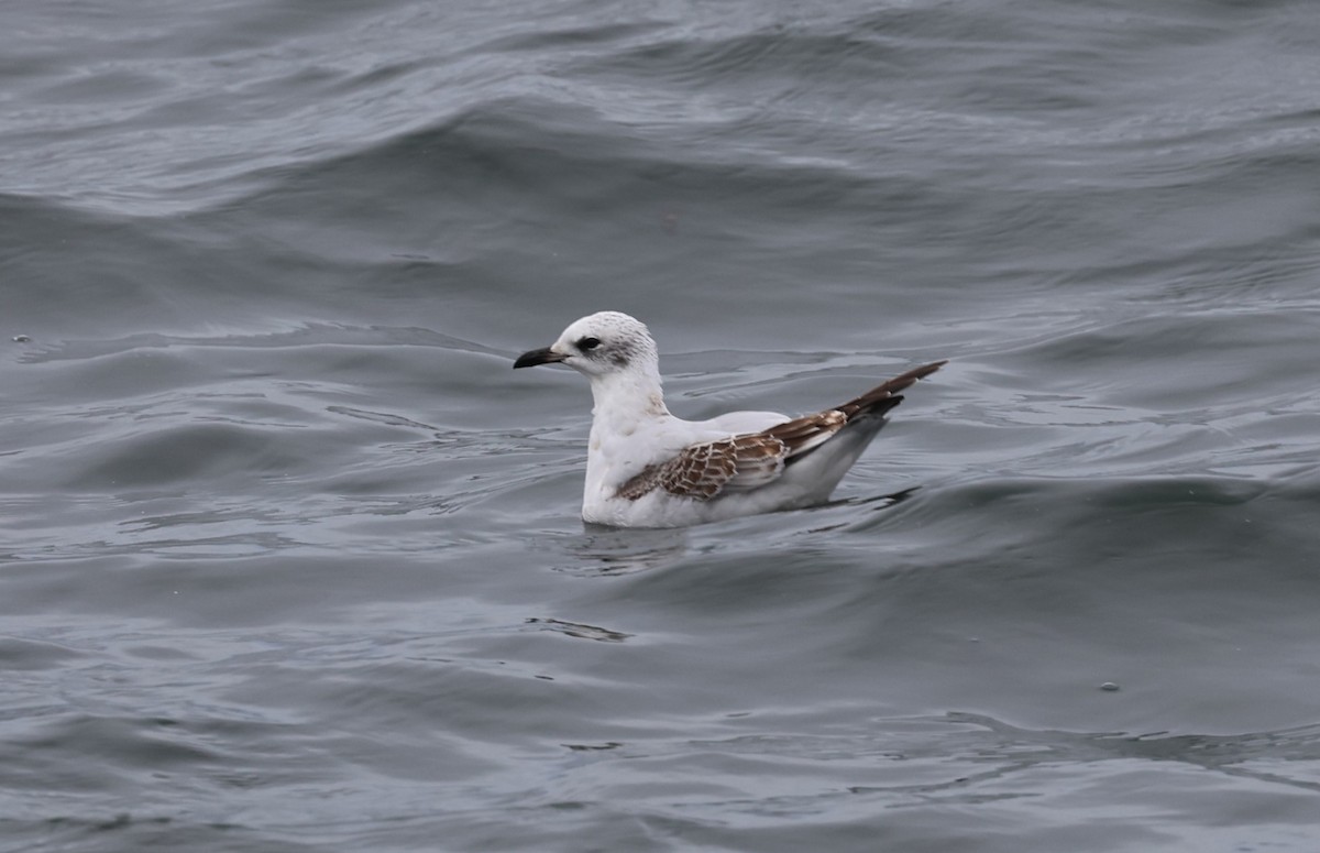 Mediterranean Gull - ML645784372