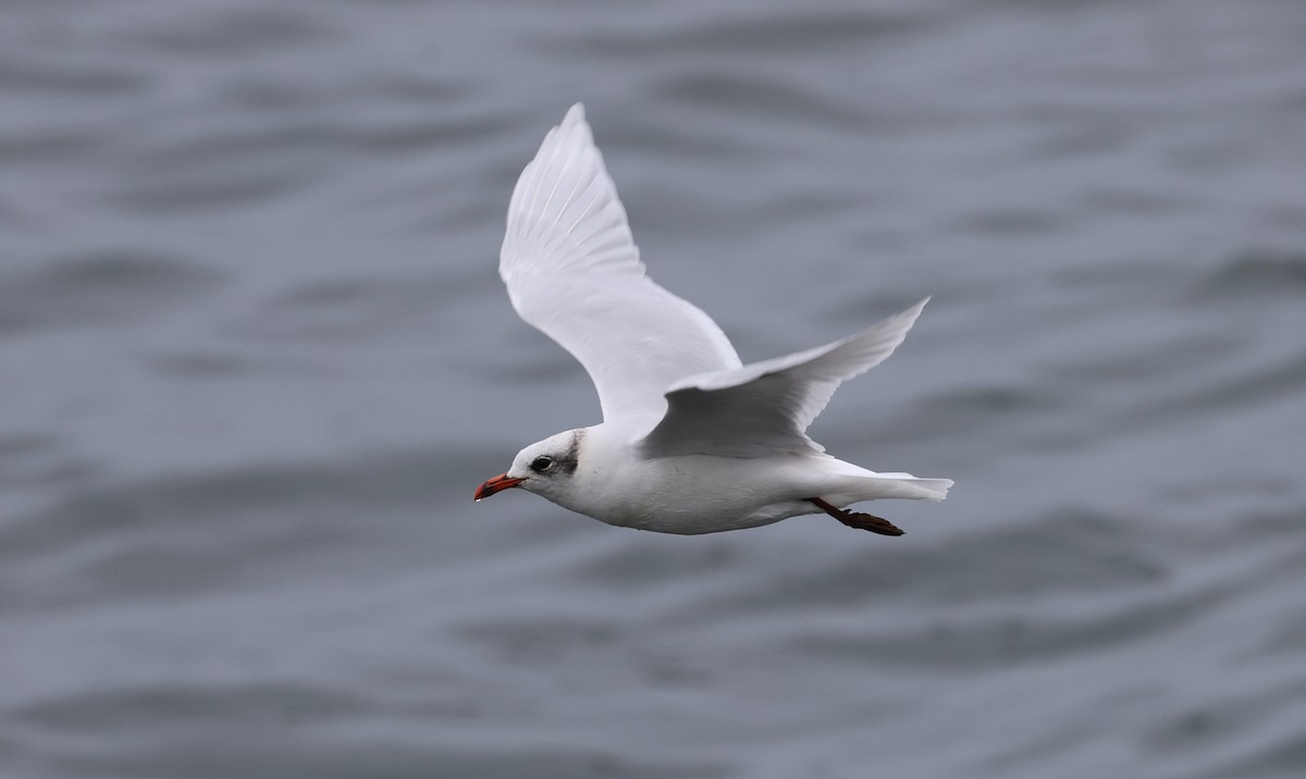 Mediterranean Gull - ML645784373