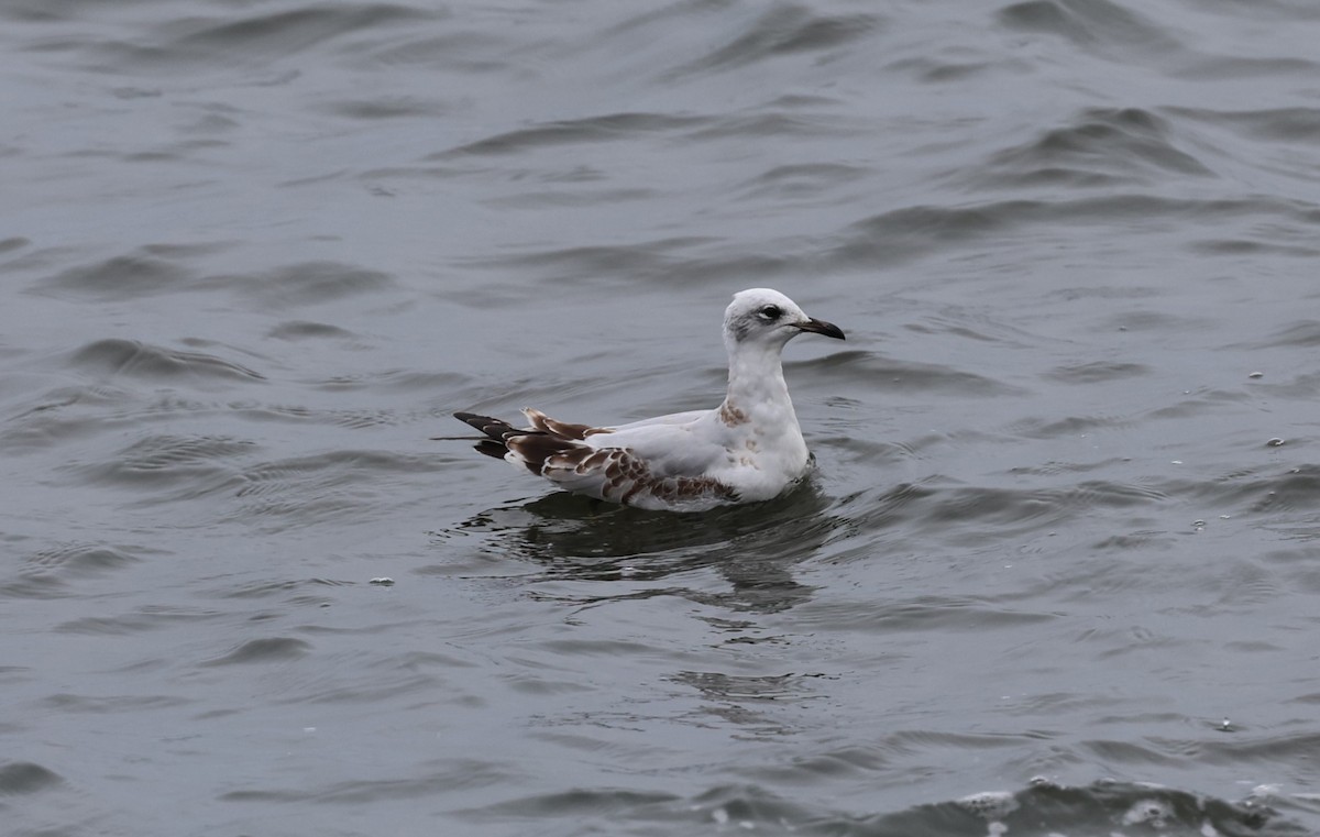 Mediterranean Gull - ML645784374