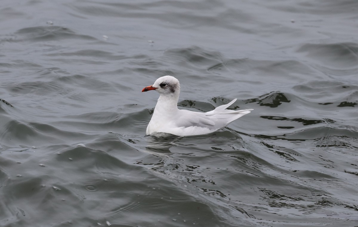 Mediterranean Gull - ML645784375