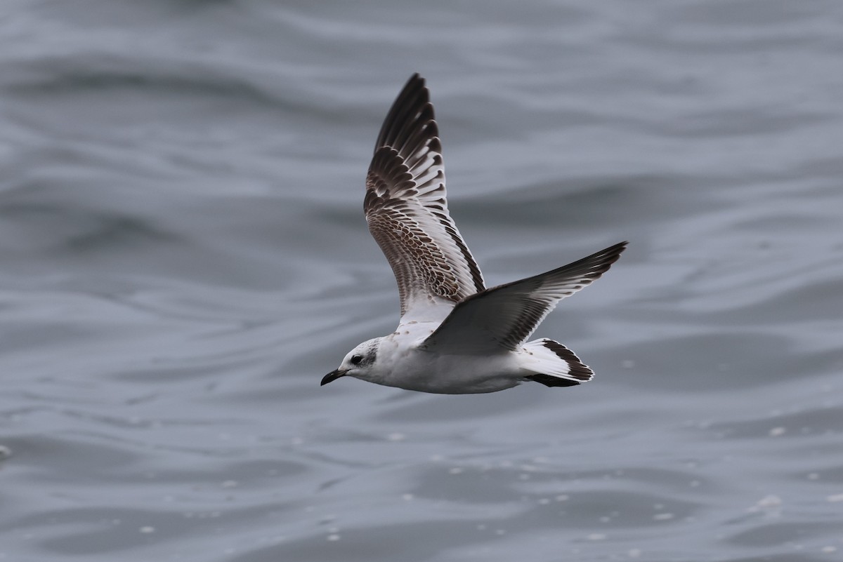 Mediterranean Gull - ML645784376