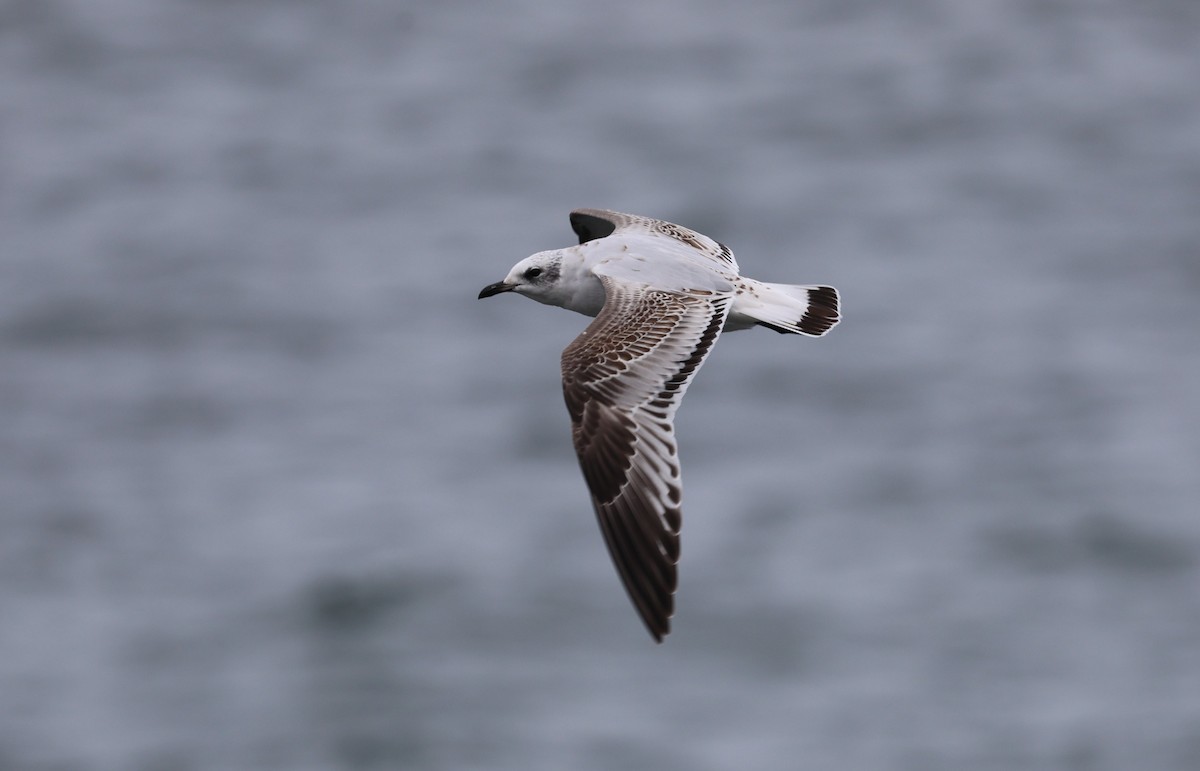 Mediterranean Gull - ML645784377