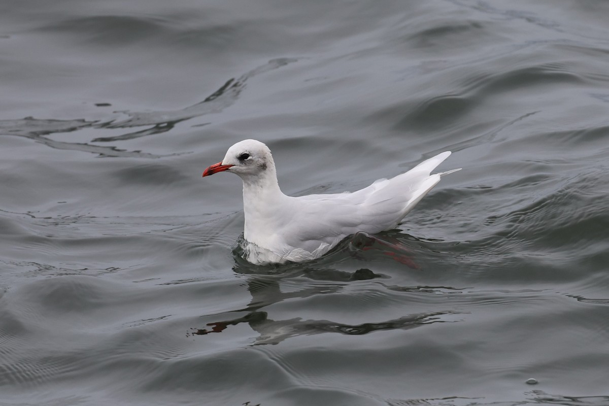 Mediterranean Gull - ML645784378