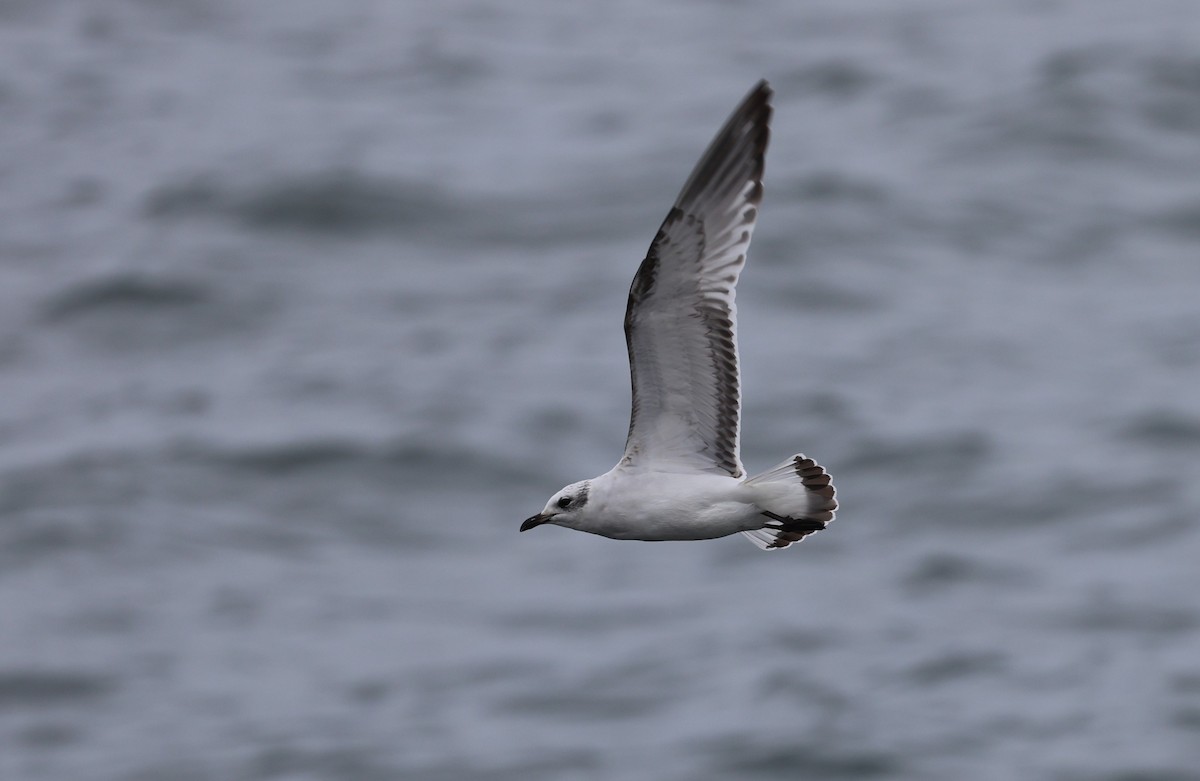 Mediterranean Gull - ML645784379