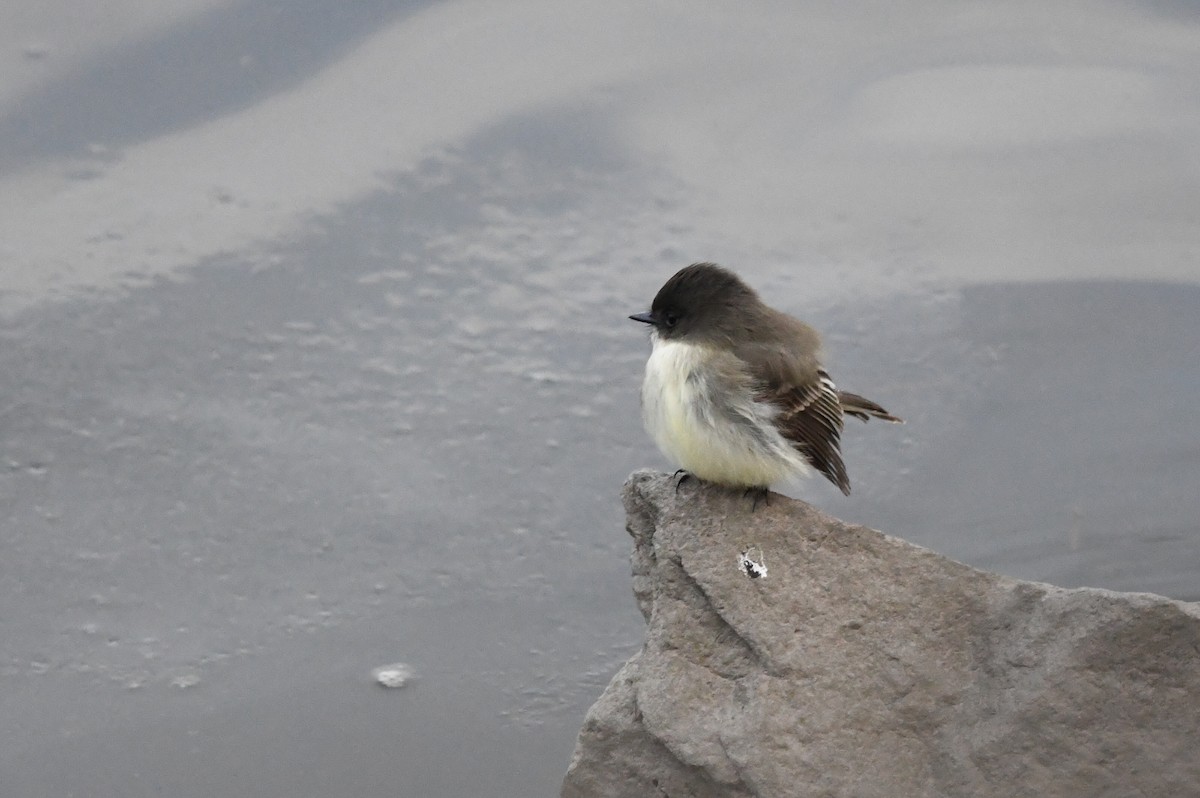 Eastern Phoebe - ML645784393