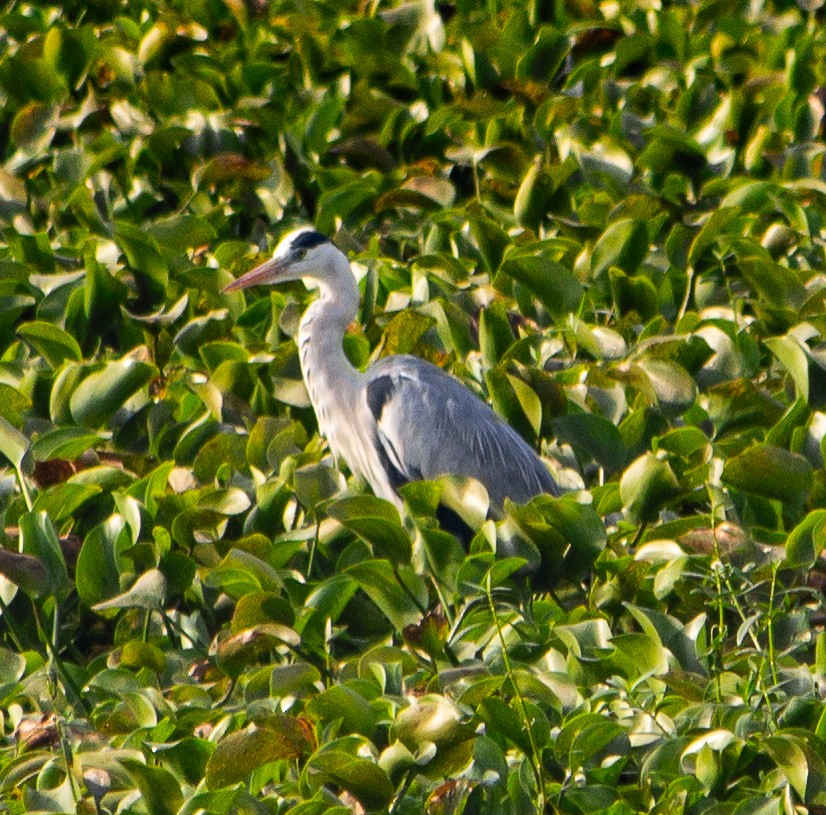 Gray Heron - ML645784395