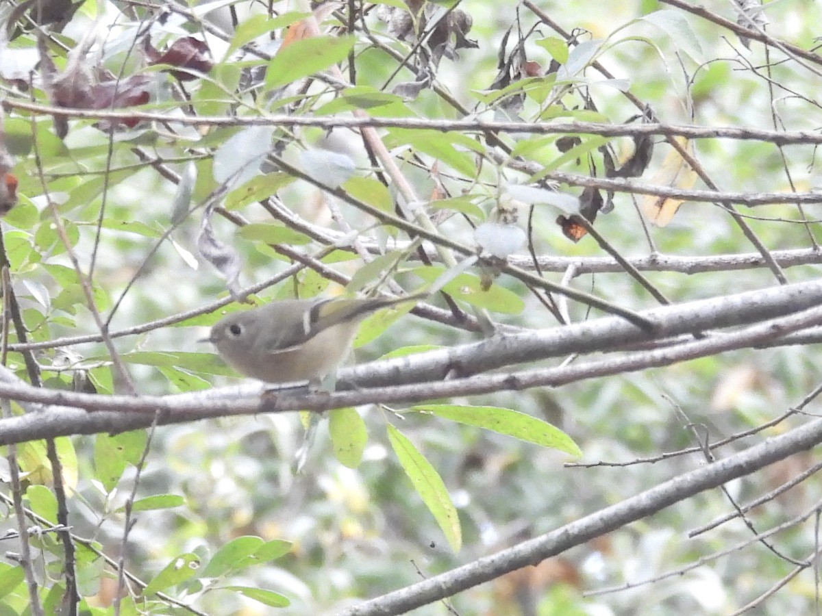 Ruby-crowned Kinglet - ML645784404