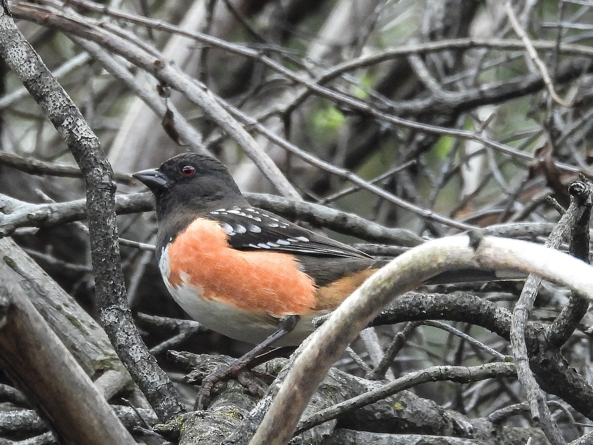 Spotted Towhee - ML645784405