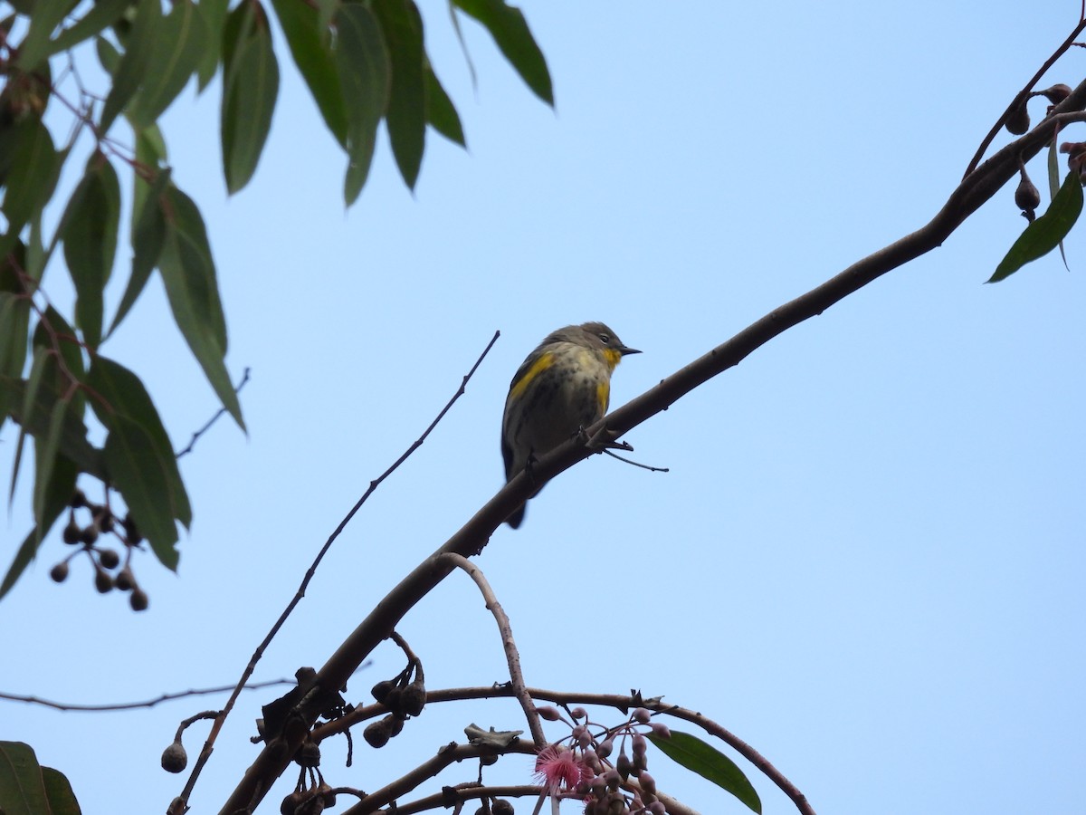 Yellow-rumped Warbler - ML645784406