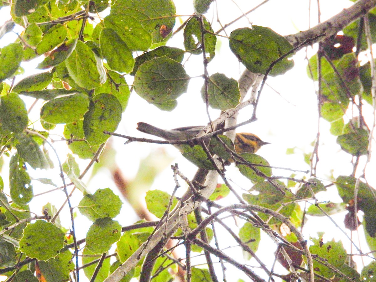 Townsend's Warbler - ML645784408