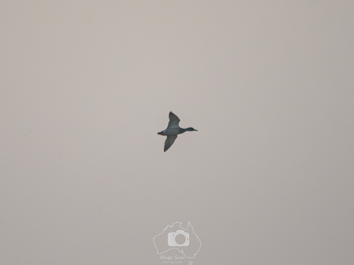 Mallard - ML645784411