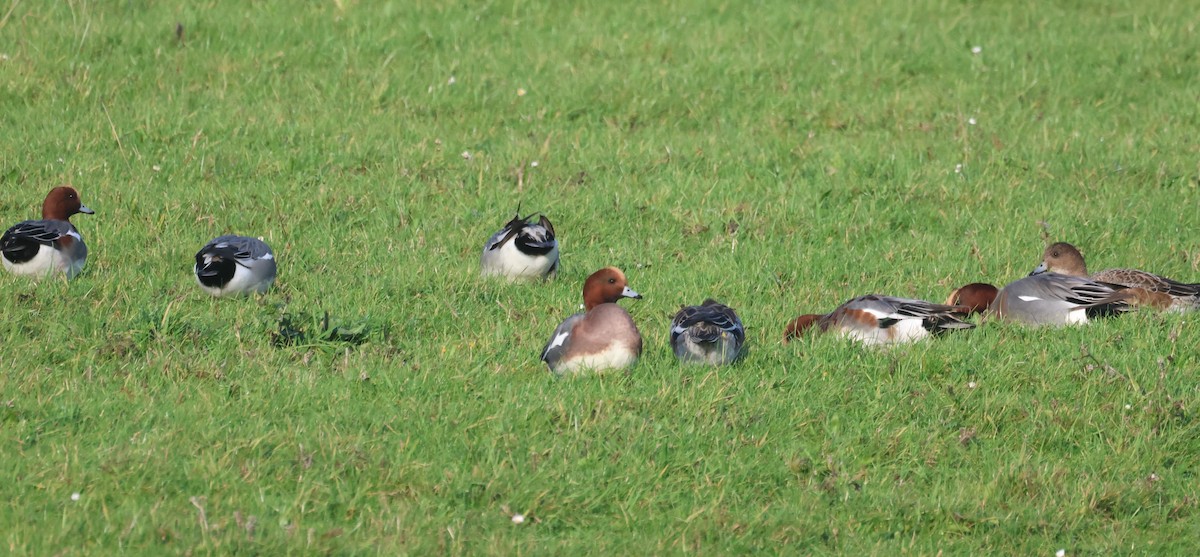 赤頸鴨 - ML645784412