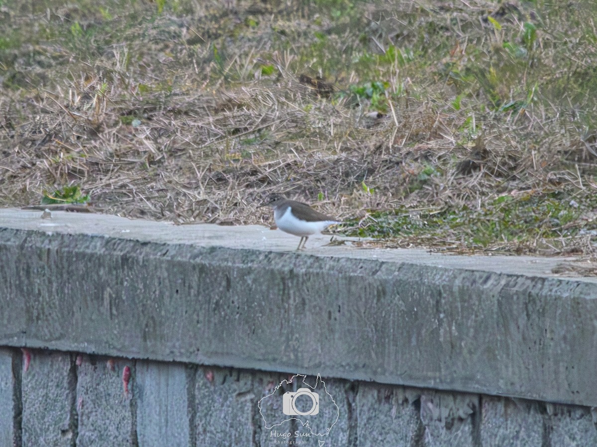 Common Sandpiper - ML645784415