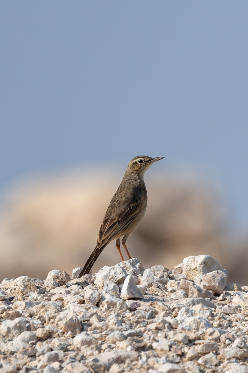 Long-billed Pipit - ML645784416