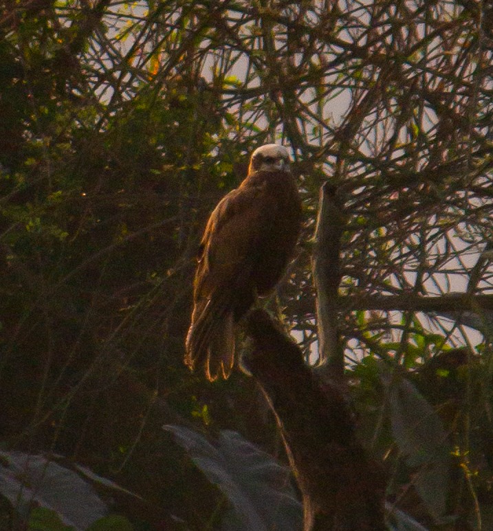 Western Marsh Harrier - ML645784417