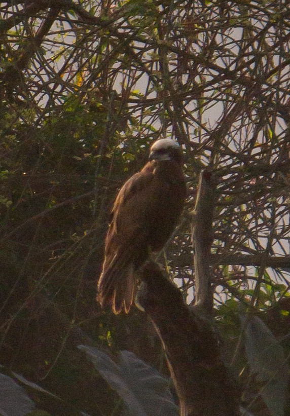 Western Marsh Harrier - ML645784418
