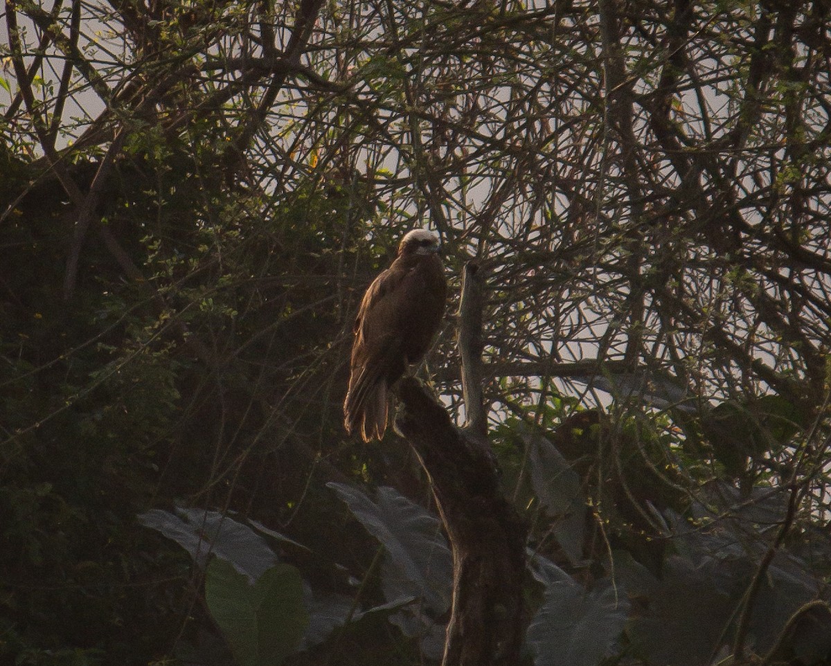 Western Marsh Harrier - ML645784419