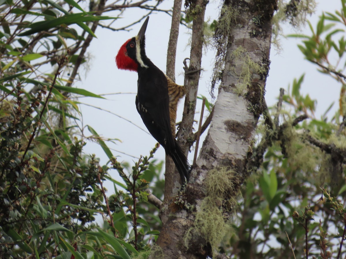 Рыжеполосый дятел - ML645784434