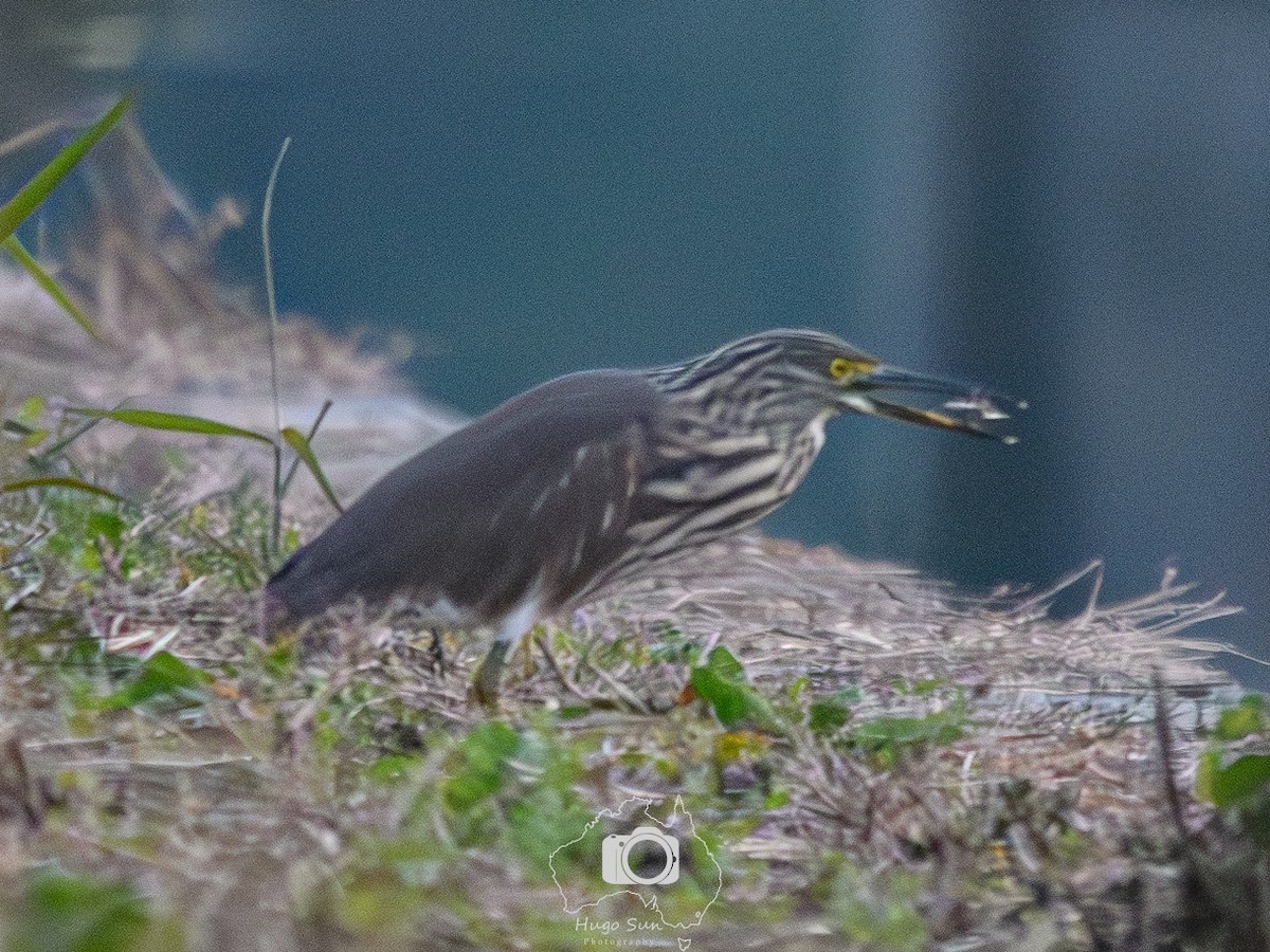 Chinese Pond-Heron - ML645784436