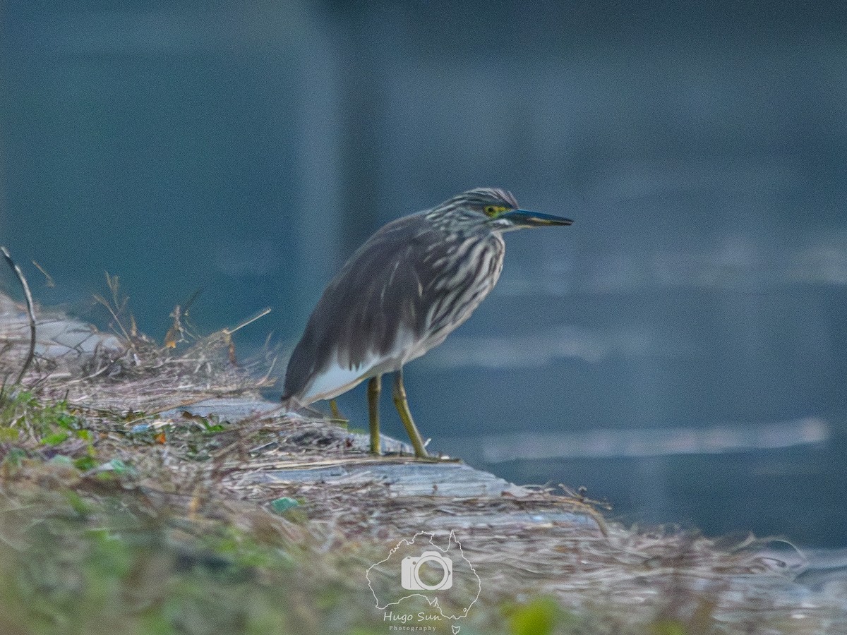 Chinese Pond-Heron - ML645784437