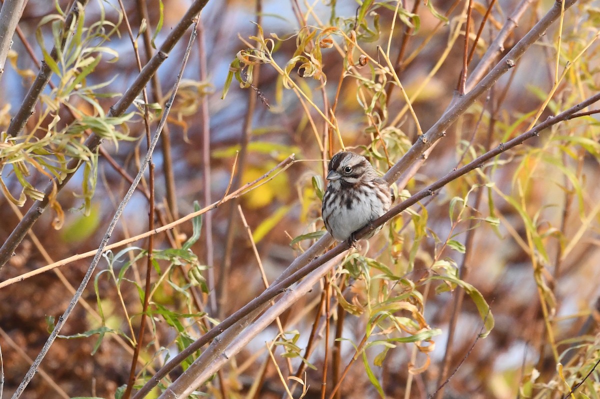 Song Sparrow - ML645784441