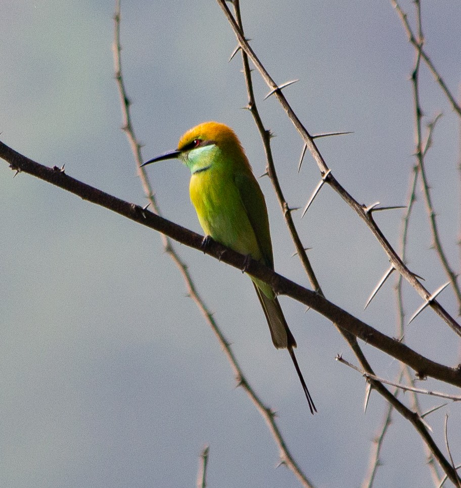 Asian Green Bee-eater - ML645784442