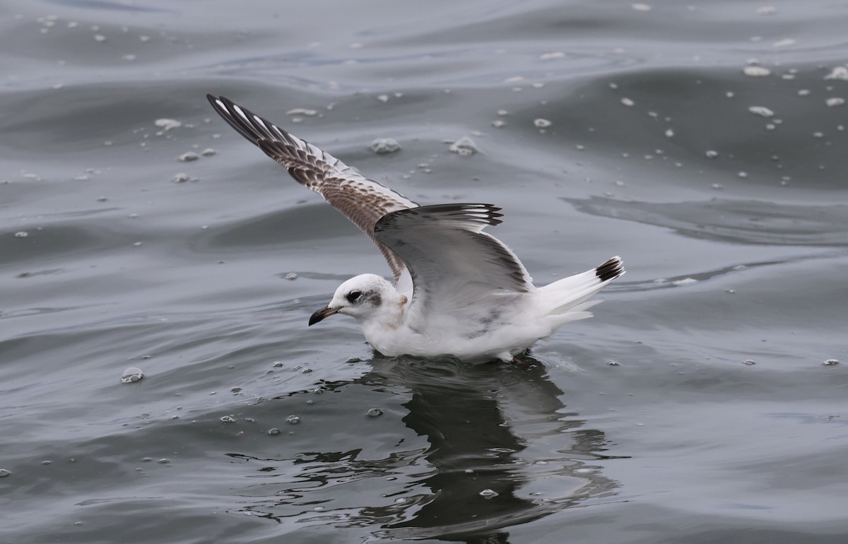 Mediterranean Gull - ML645784445
