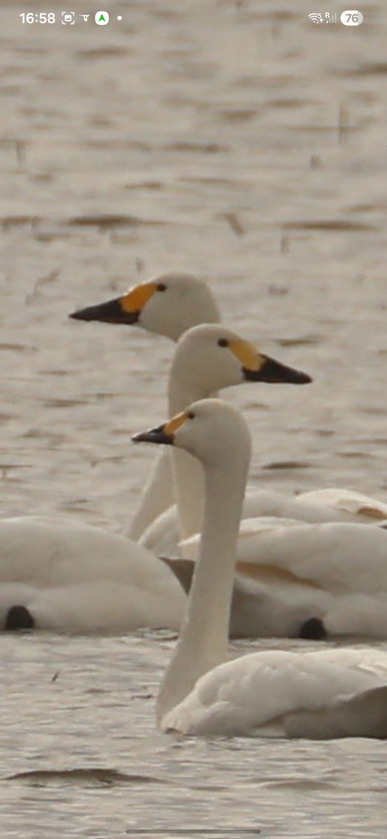 Cigno minore (bewickii) - ML645784446