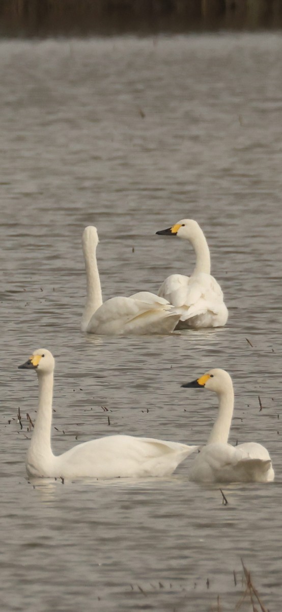 Cigno minore (bewickii) - ML645784447