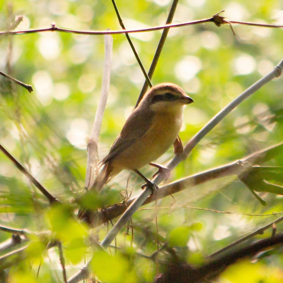 Brown Shrike - ML645784456