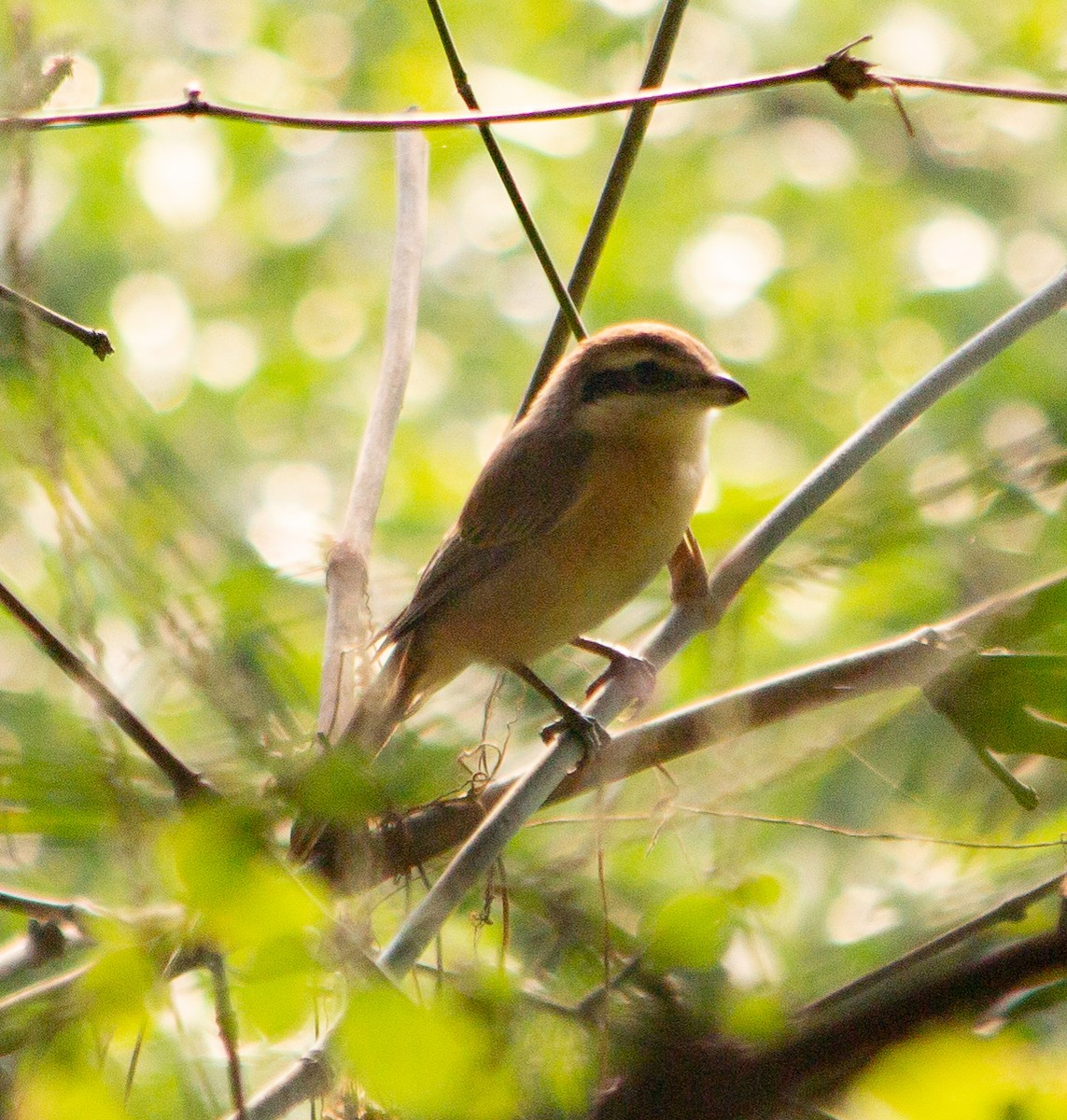 Brown Shrike - ML645784457