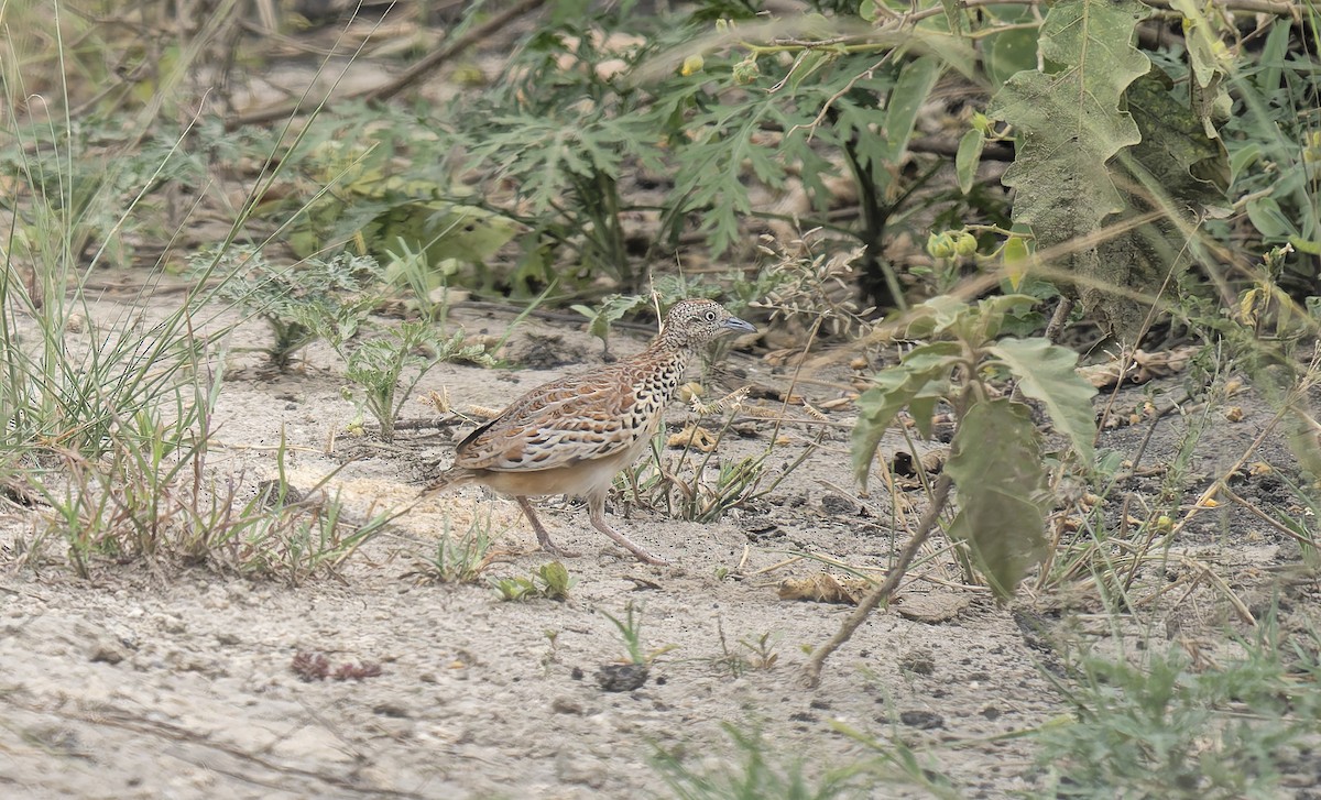 林三趾鶉 - ML645784464