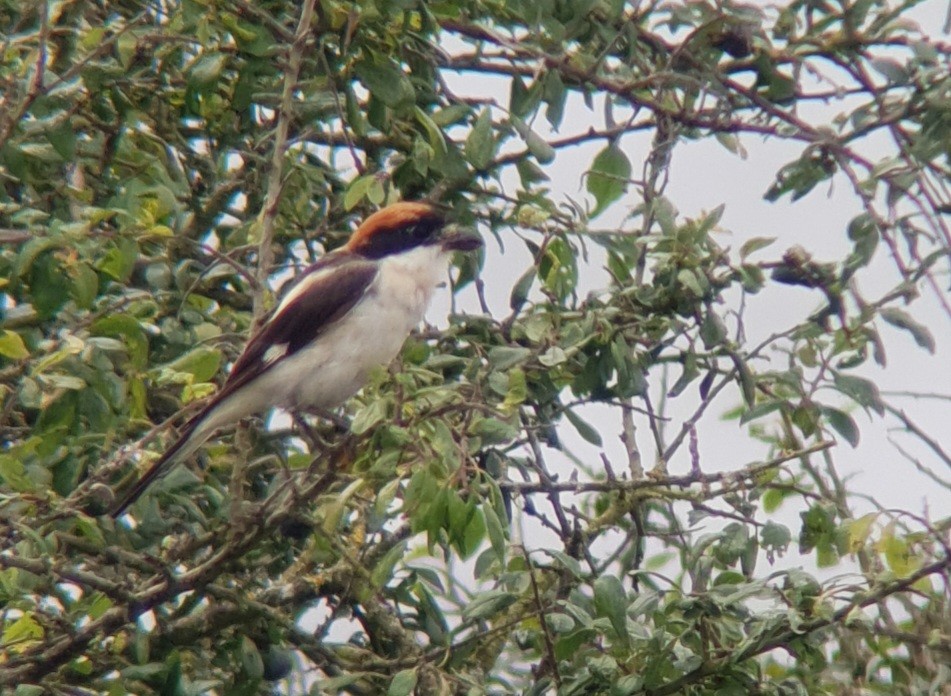 Woodchat Shrike - ML645784472