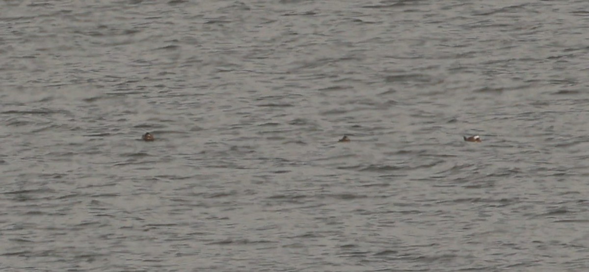 Gobbo rugginoso - ML645784474