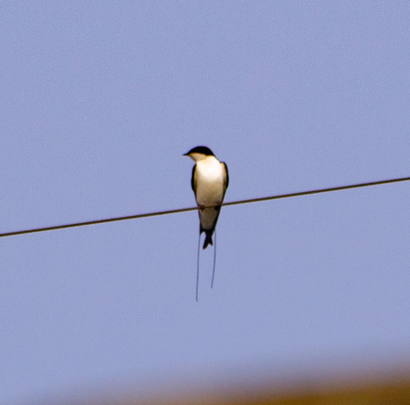 Wire-tailed Swallow - ML645784479