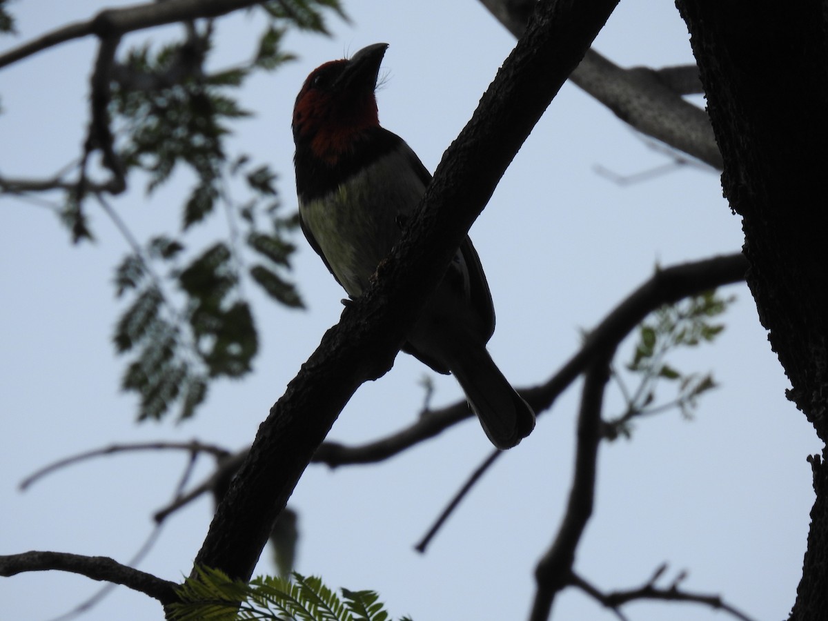 Лібія чорношия - ML645784486