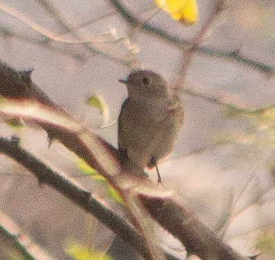 Taiga Flycatcher - ML645784490