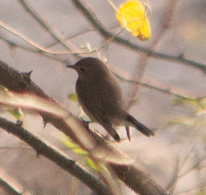 Taiga Flycatcher - ML645784491