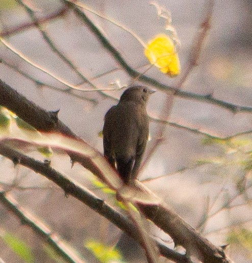 Taiga Flycatcher - ML645784492