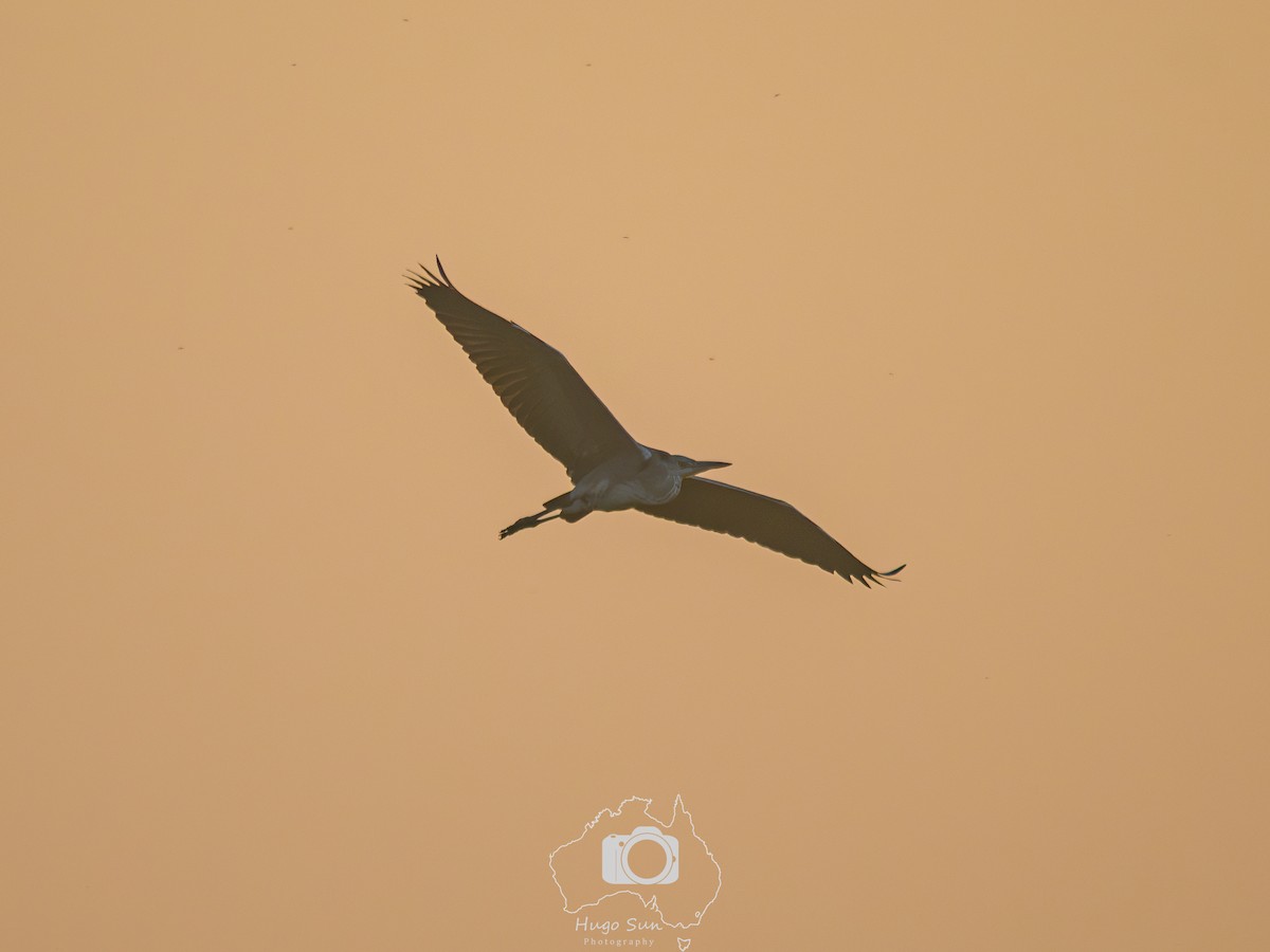 Gray Heron - ML645784497