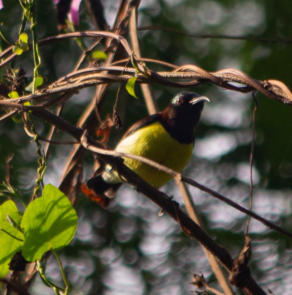 Purple-rumped Sunbird - ML645784515