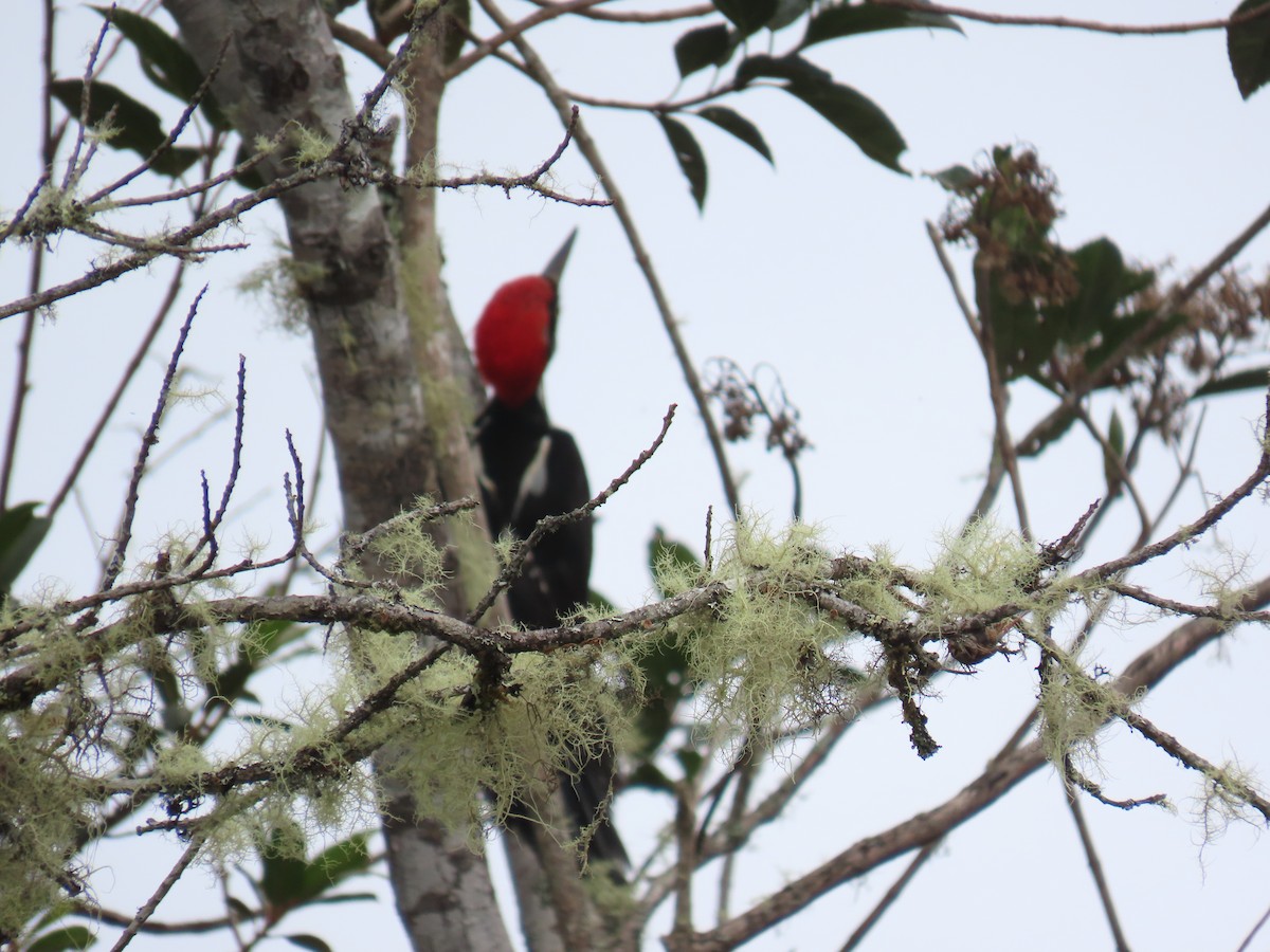 Рыжеполосый дятел - ML645784516