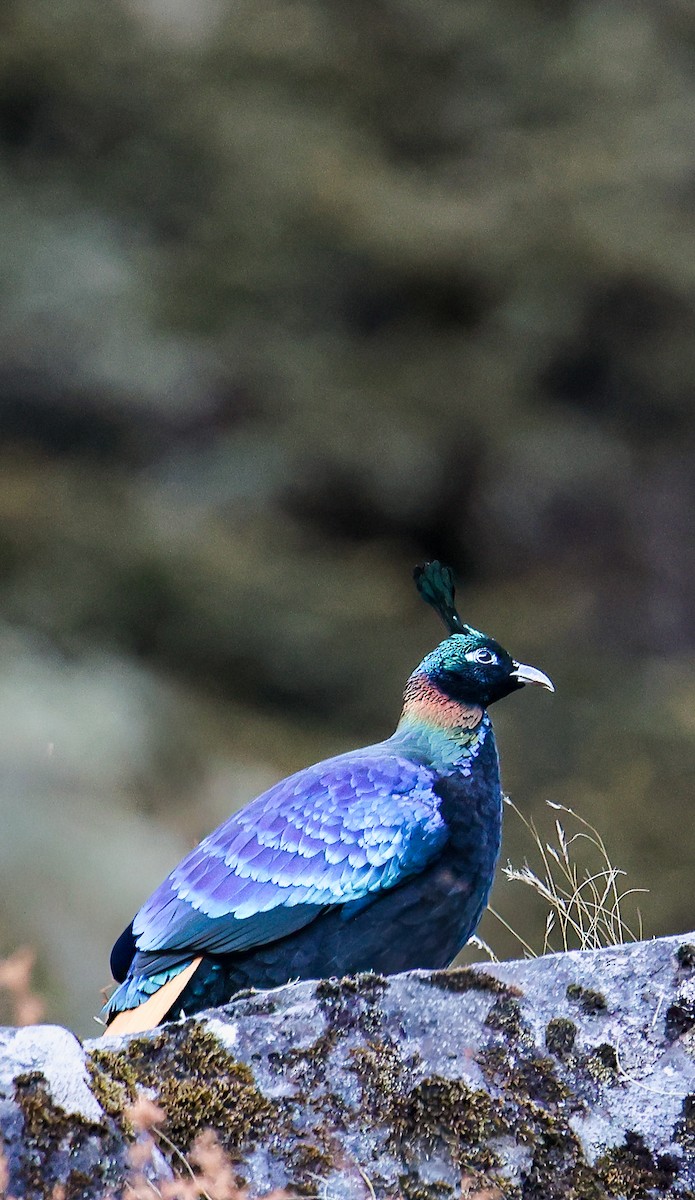 Himalayan Monal - ML645784520